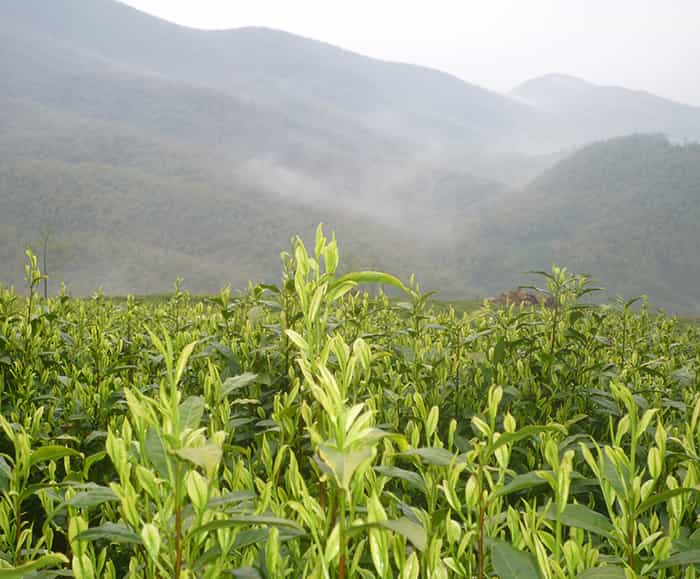 飲天目湖白茶的三流程：趣、神、味